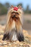 YORKSHIRE TERRIER 175